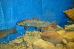 Salmo trutta - Truite fario 